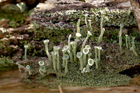 A Tiny Green Forest