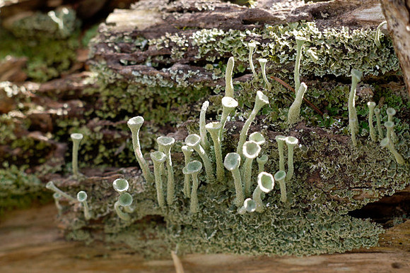 A Tiny Green Forest