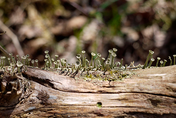 Little Green Men