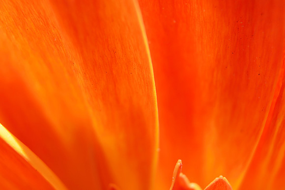 The Orange petal